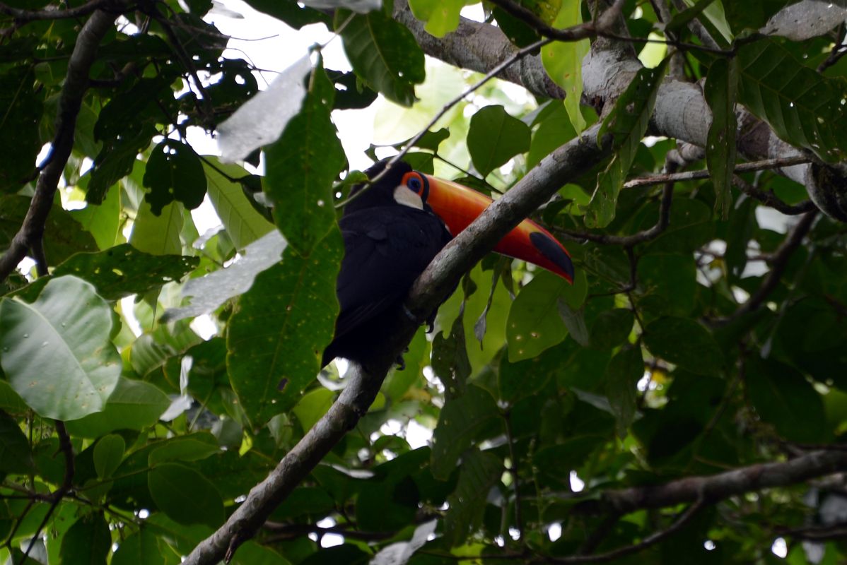 09 Toucan At Iguazu Falls Argentina